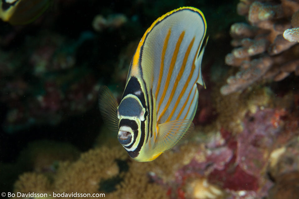 BD-140324-Apo-3614-Chaetodon-ornatissimus.-Cuvier.-1831-[Ornate-butterflyfish].jpg